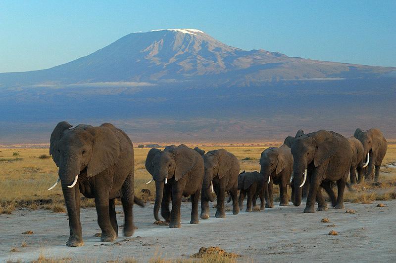 Maasai Simba Camp 호텔 암보셀리 외부 사진