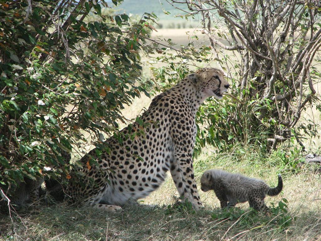 Maasai Simba Camp 호텔 암보셀리 외부 사진