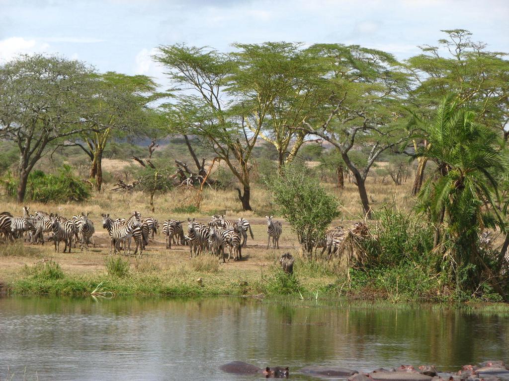 Maasai Simba Camp 호텔 암보셀리 외부 사진